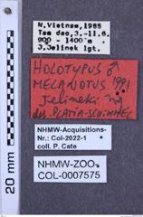 Etiketten zu Melanotus jelineki (NHMW-ZOO-COL-0007575)